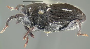 Media type: image;   Entomology 26678 Aspect: habitus lateral view